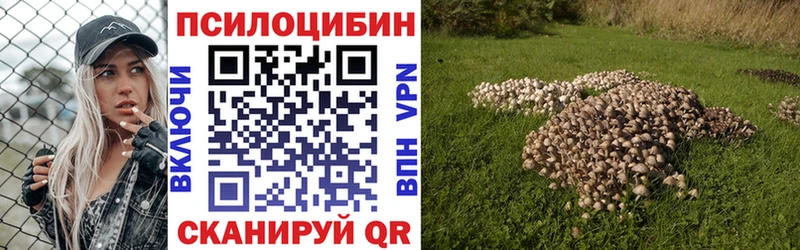 Купить закладки  Севск  Псилоцибиновые грибы Cubensis 